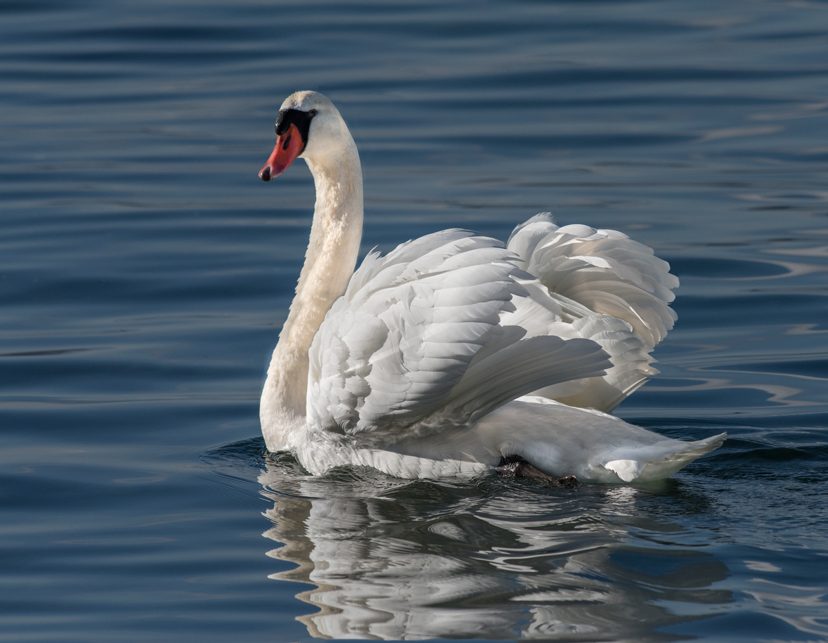 Swan Lake