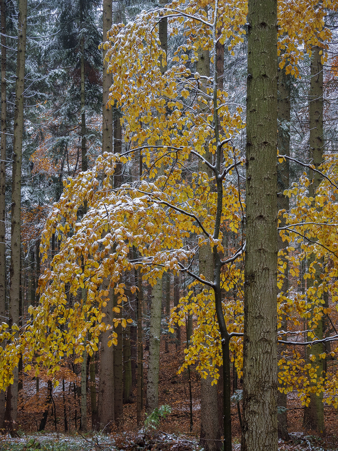 First Snow in Autumn