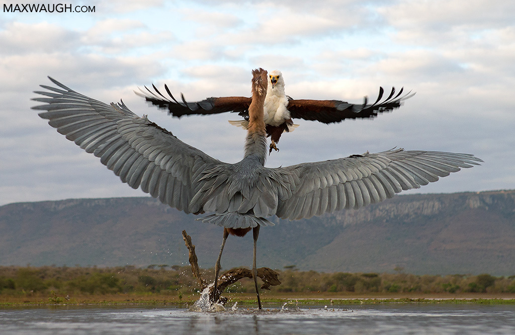 Eagle vs. Heron