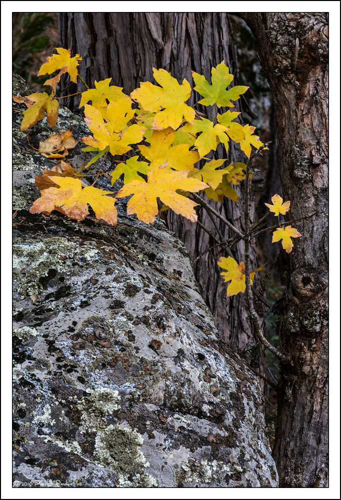 Maple Tree and Boulder + rp