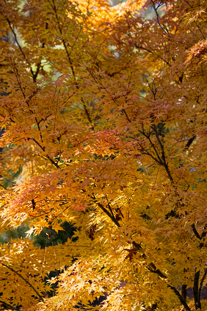 Yellow Tree