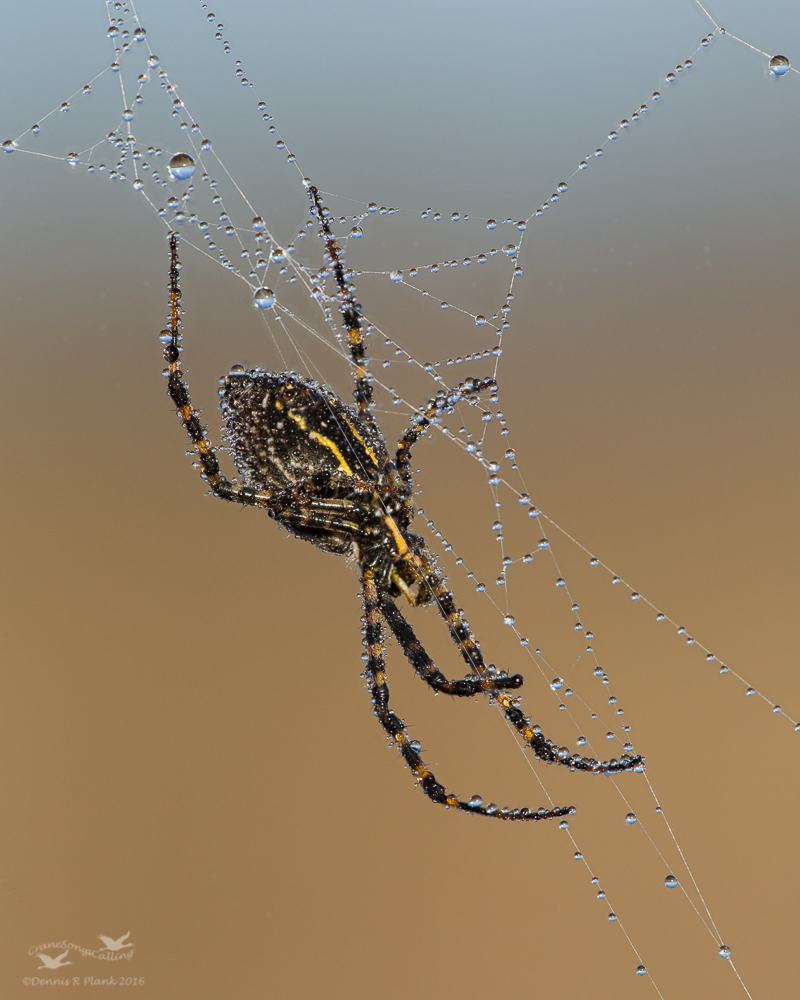 Argiope Trifasciata
