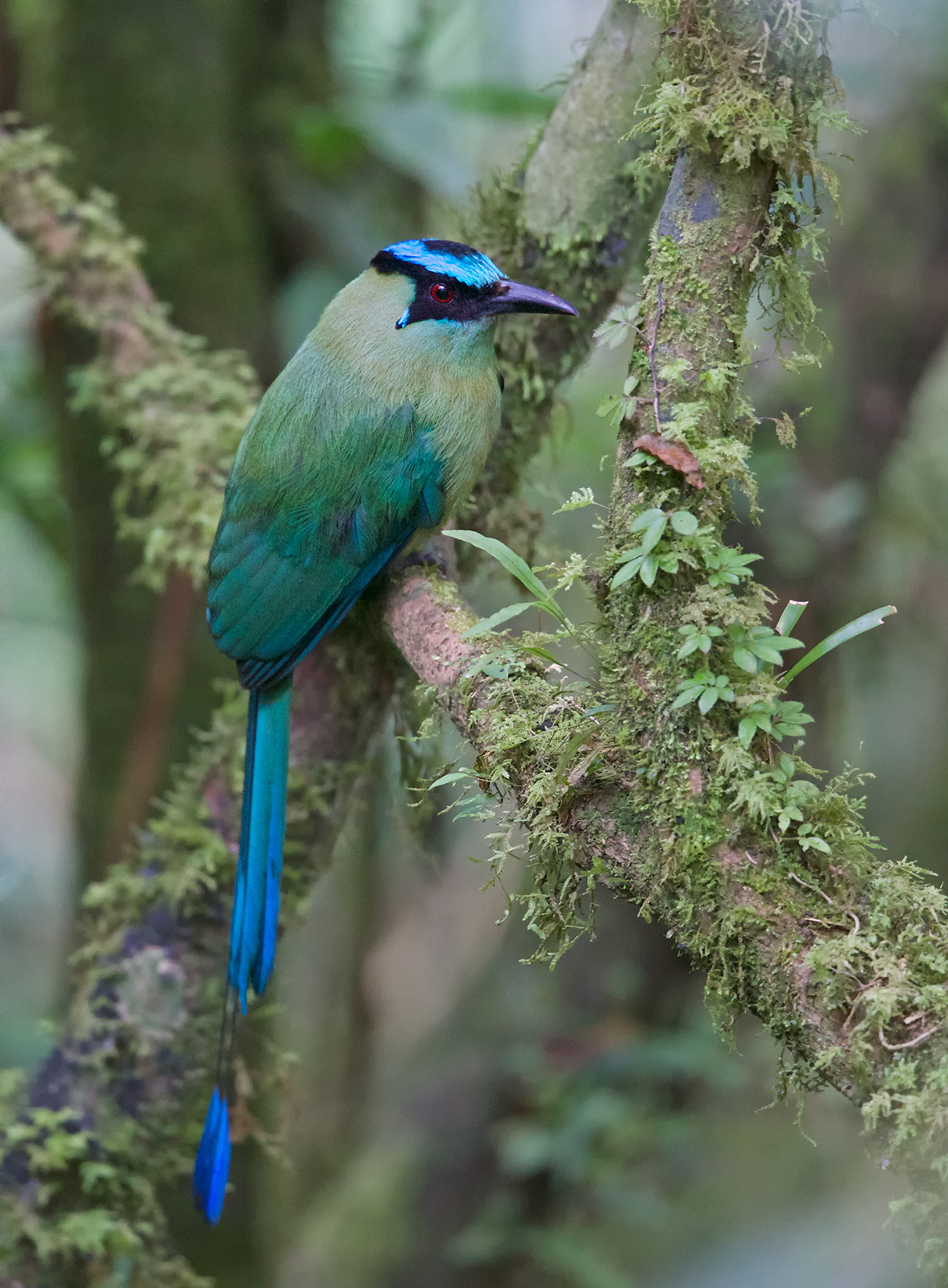 Andean Motmot