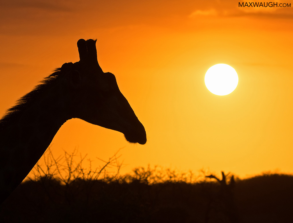 Giraffe Sunrise