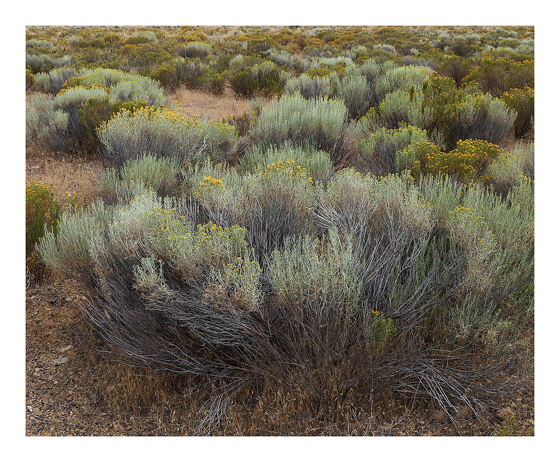 Portrait of a Bush + rp