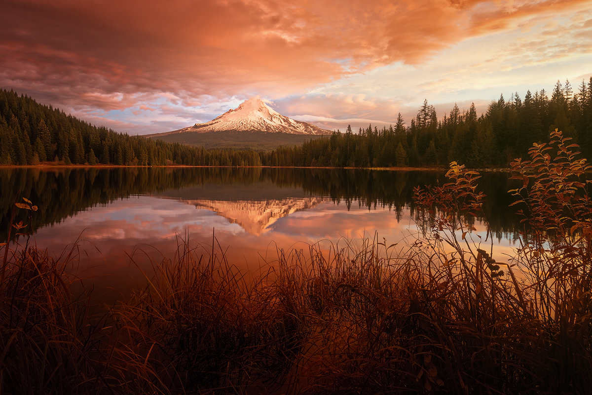 Trillium Glow