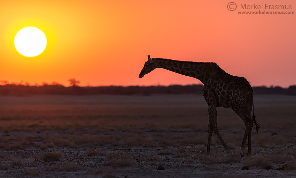 Etosha Giraffe Sunset