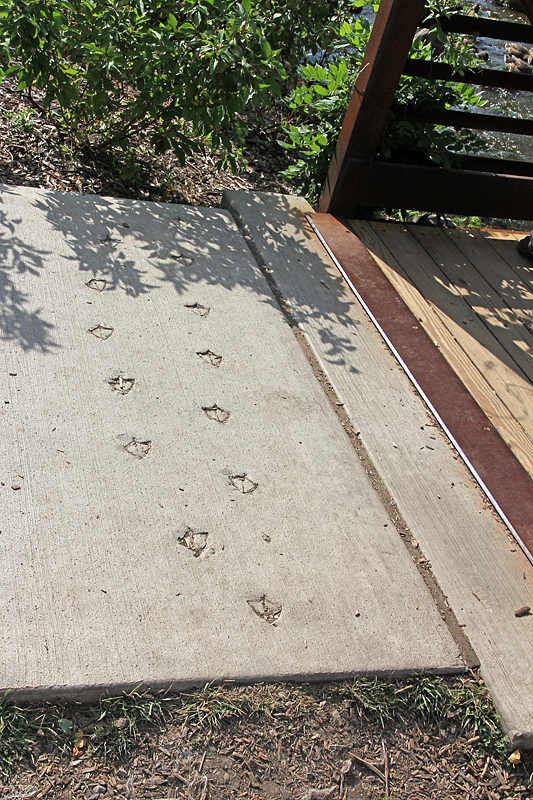 Wet Cement