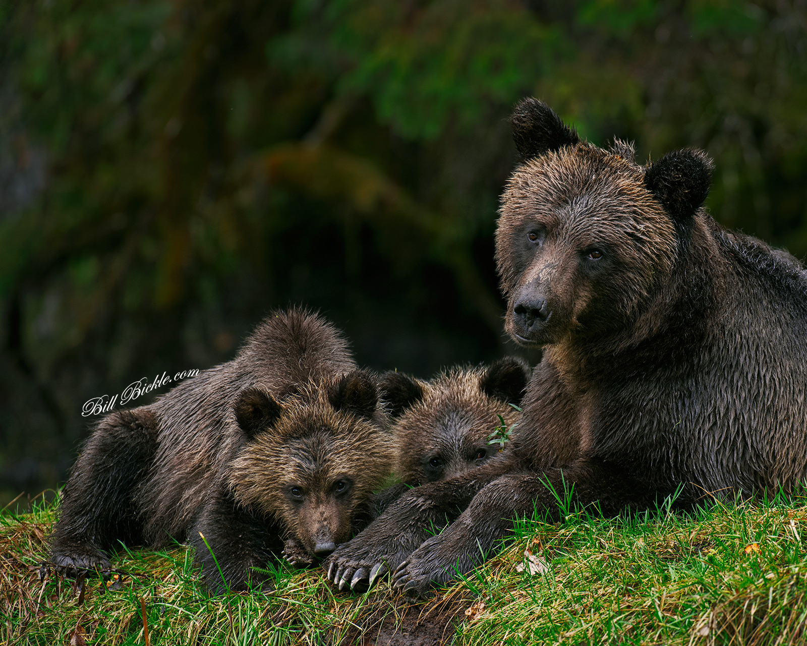 MISSING - One Cub 