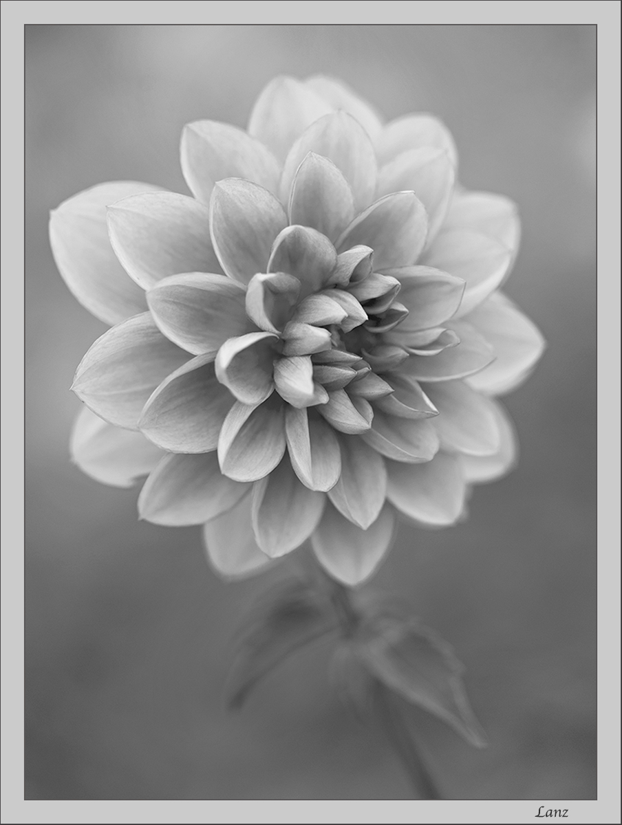 Dahlia in BW