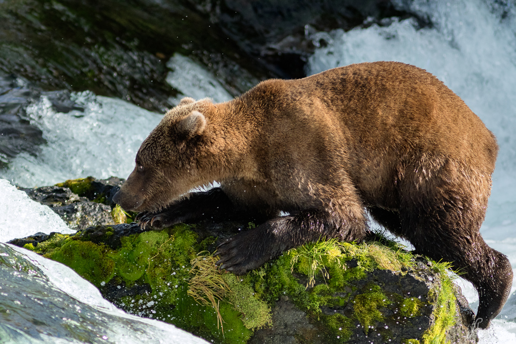 mountain climber bear