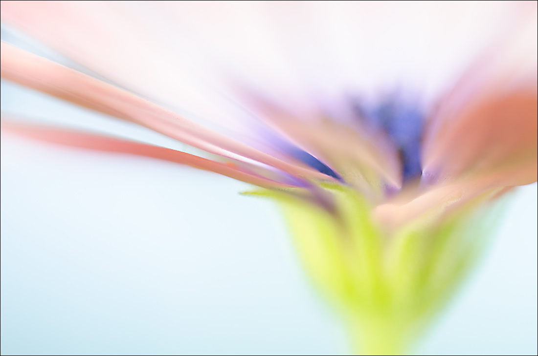 Osteospermum Abstract