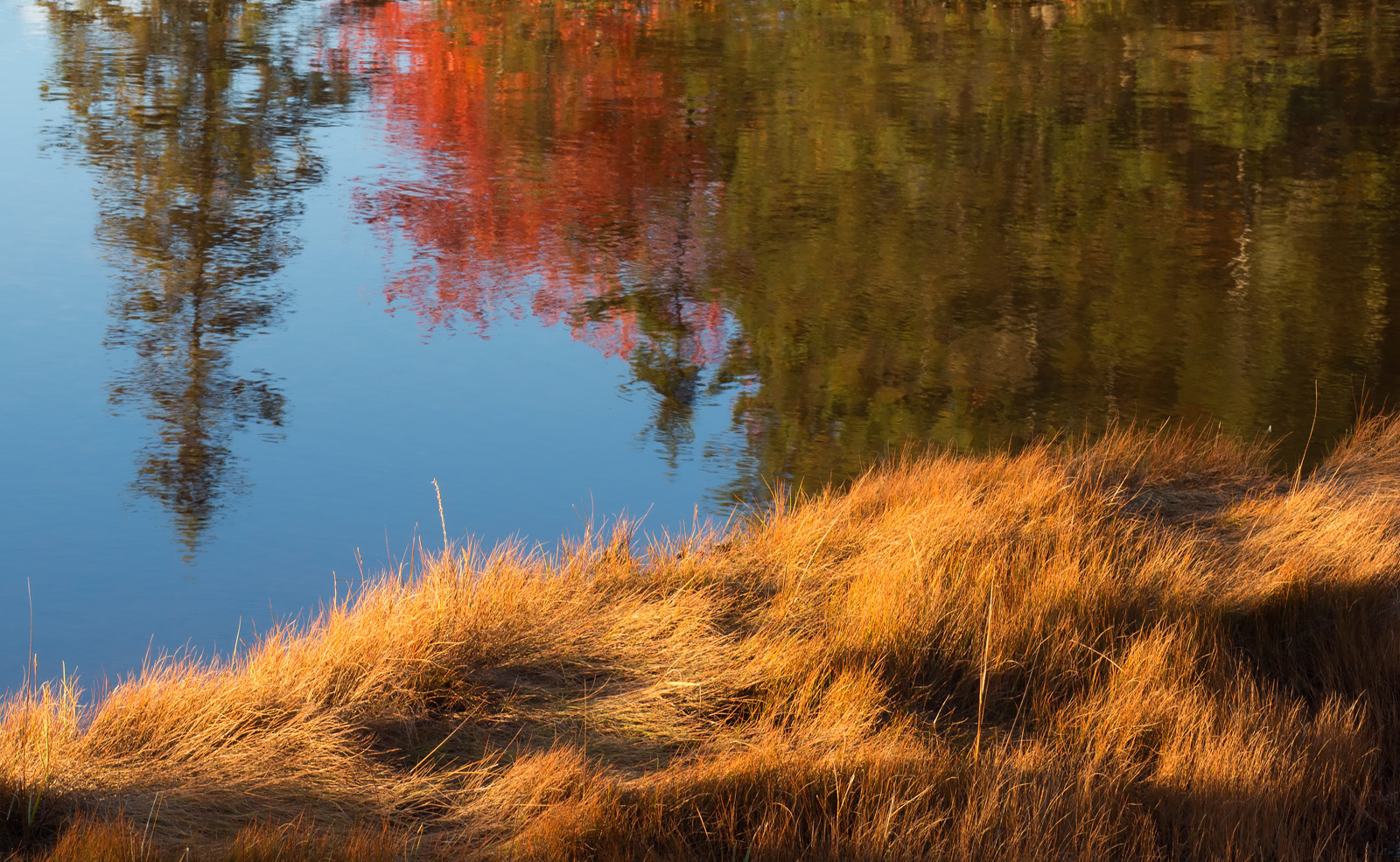 Bass Harbor Marsh 