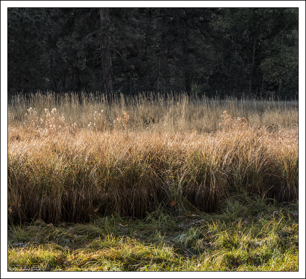Cooks Meadow Morning