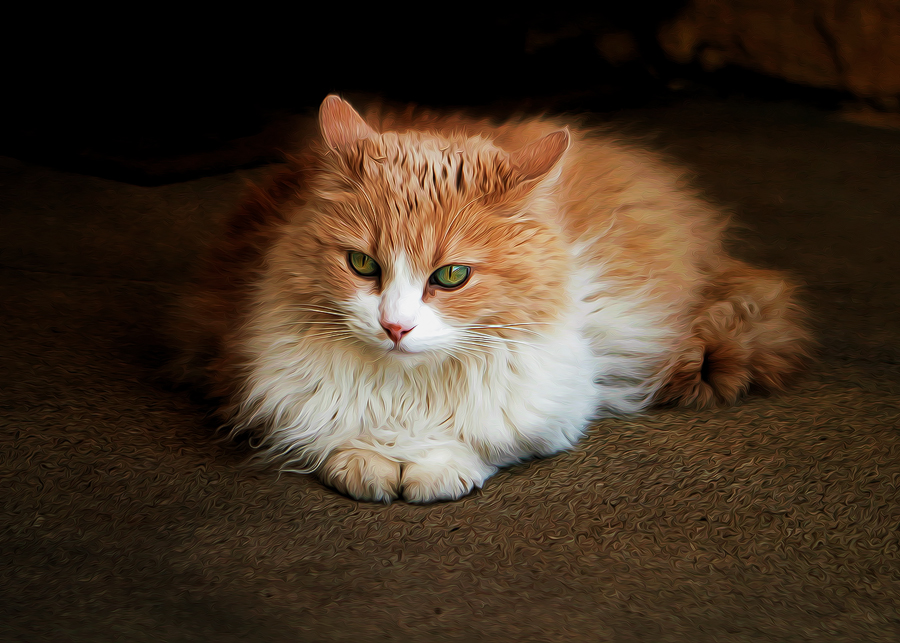 The Duchess