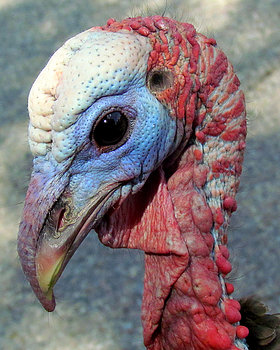 Let's Talk Turkey!