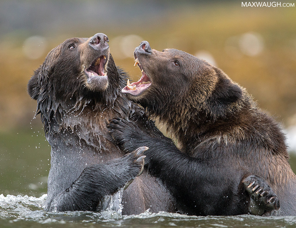 Grizzly Bears