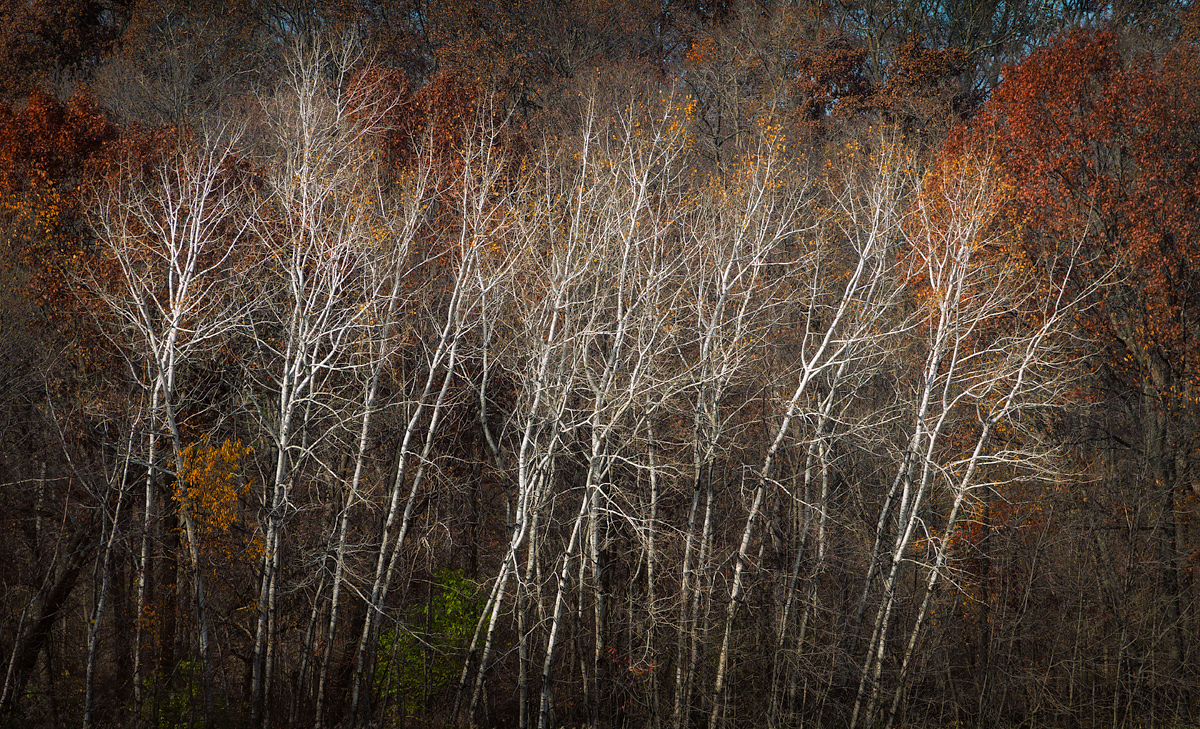 November Birch