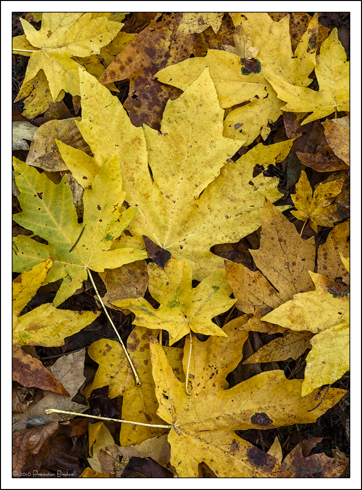 Maple Leaf Mosaic