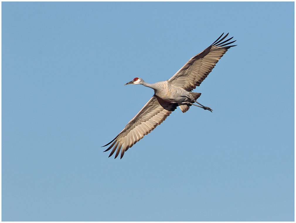 Sandhill Gliding