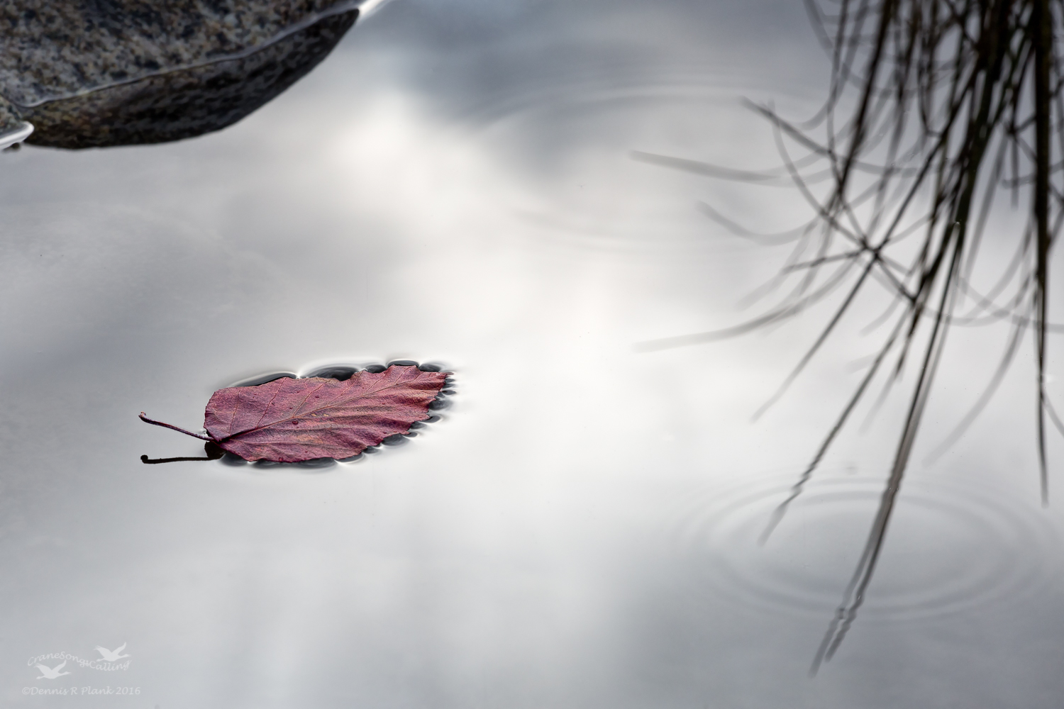 Leaf