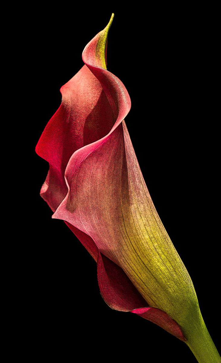 Lily