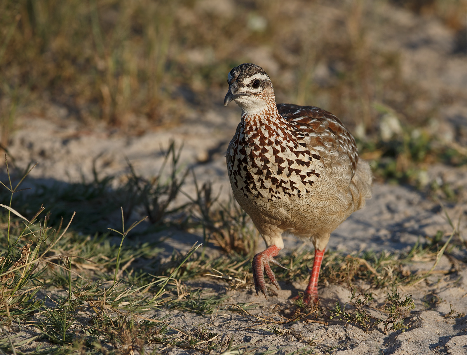 Crested Francolin