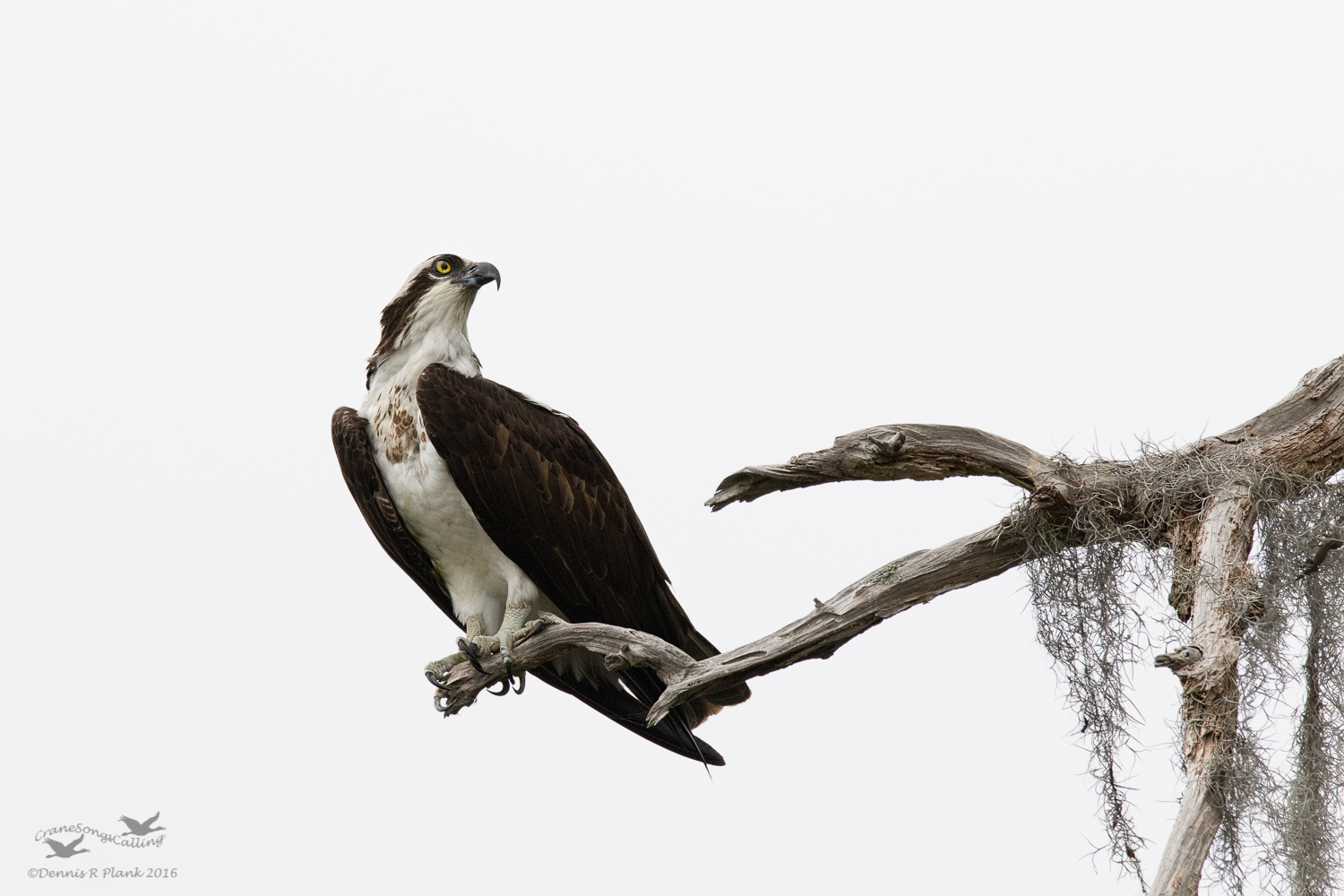 High Key Osprey