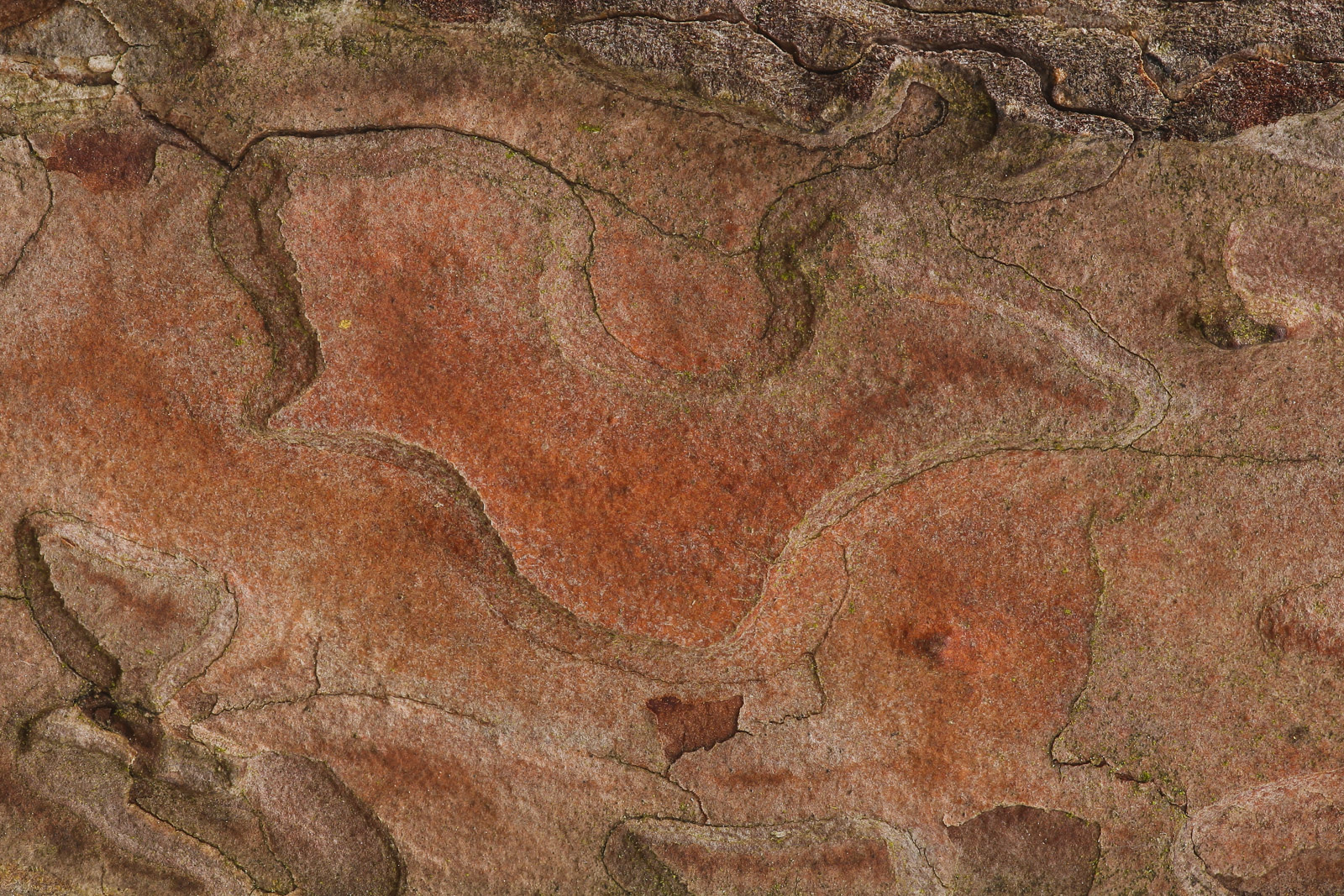 Pinus sylvestris III