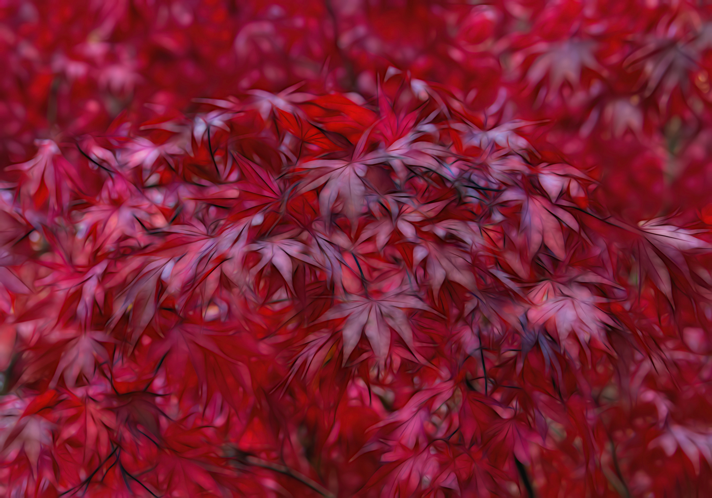 Red Beauty