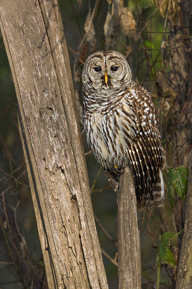 Barred Owl