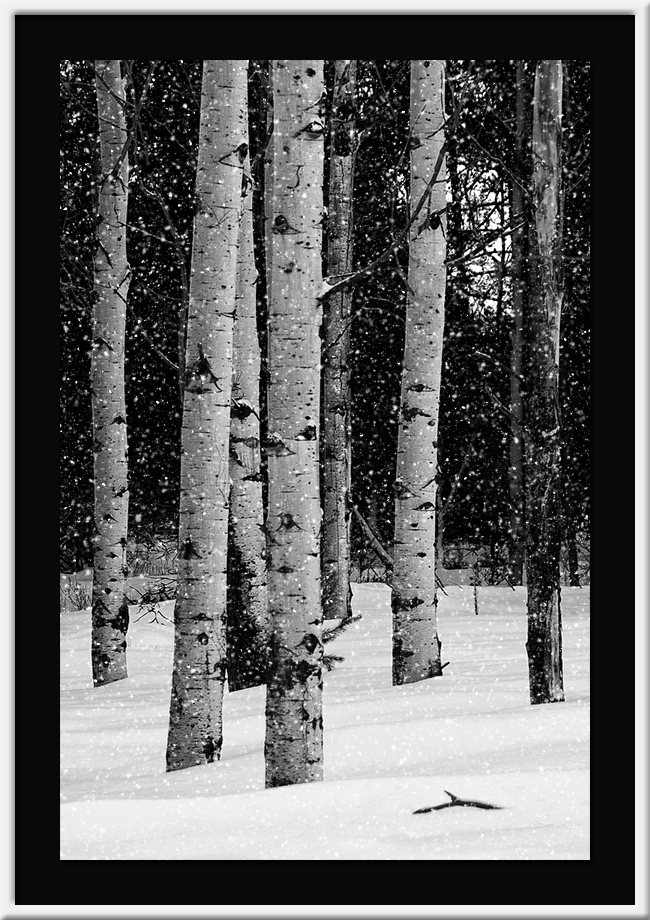 Snowy Aspens