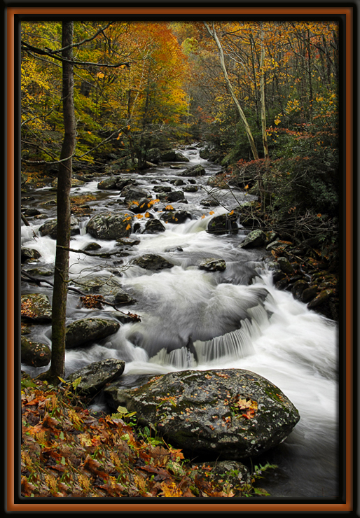 Autumn Glory