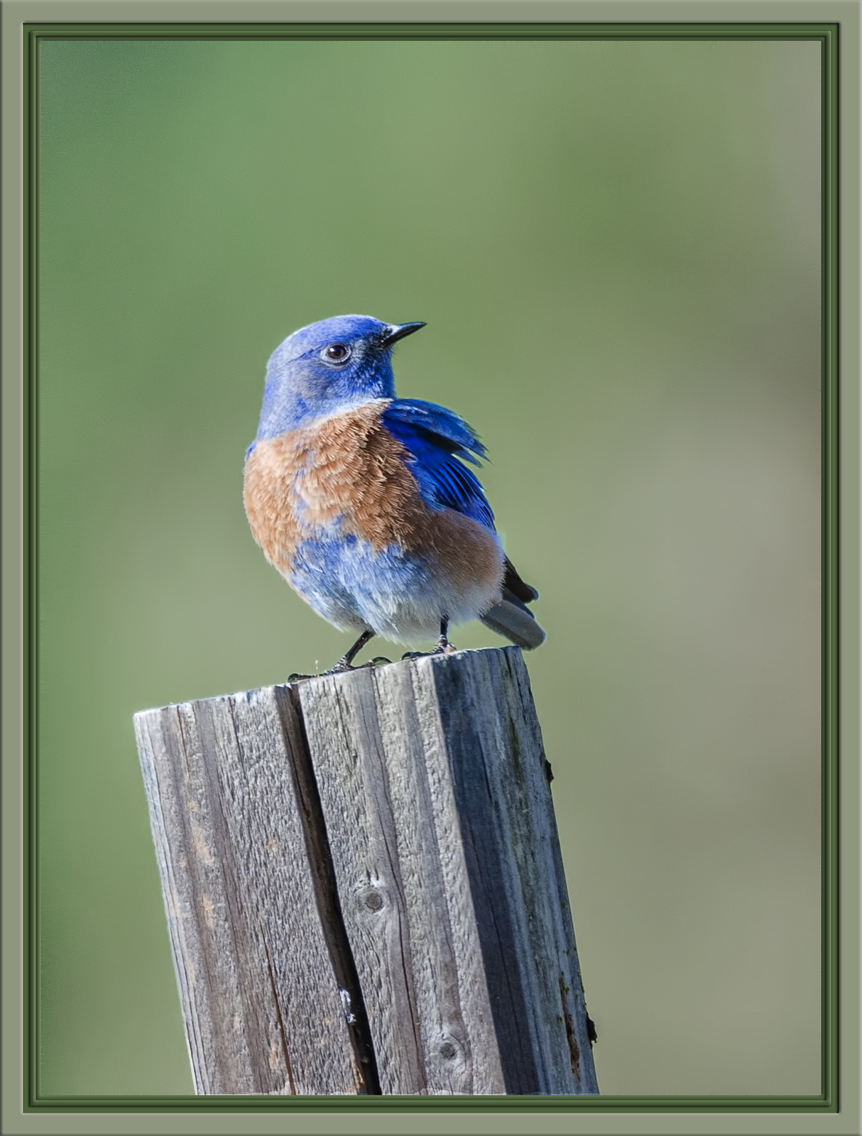 Blue