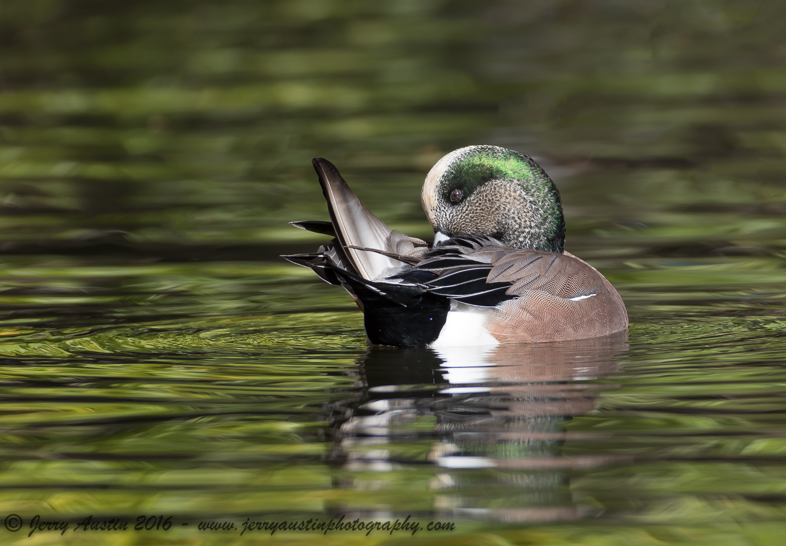American Widgeon