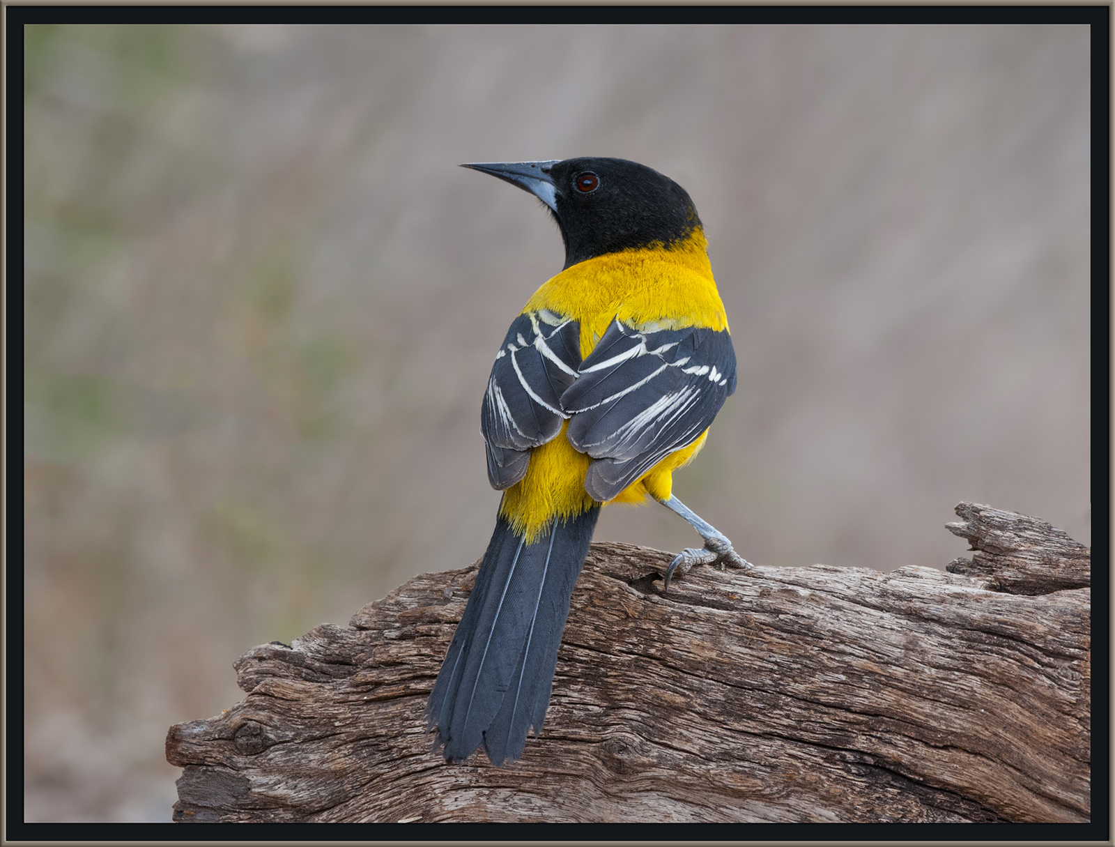 Oriole