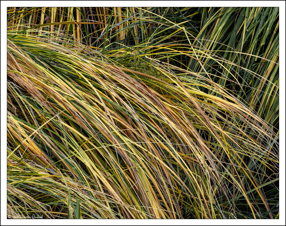 Merced River Grasses