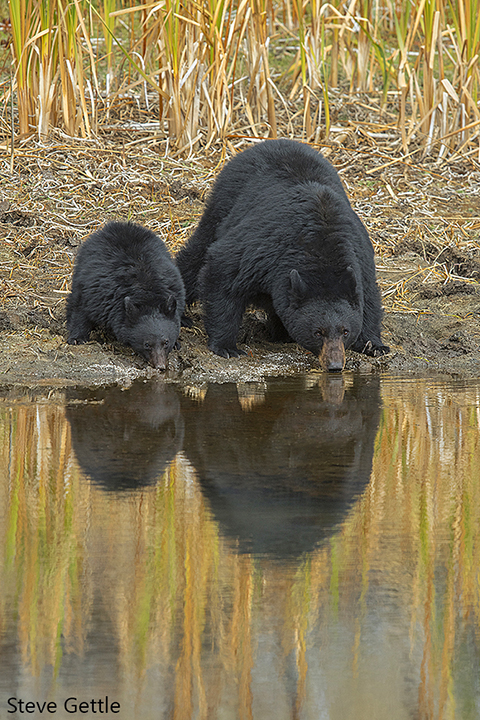 Yellowstone Reflections