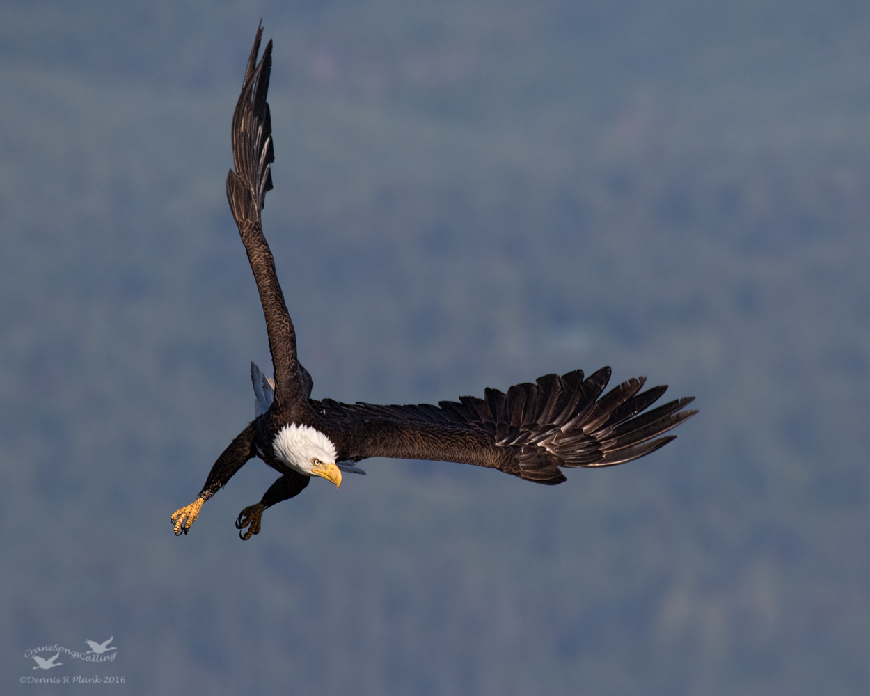 Eagle Aerobatics