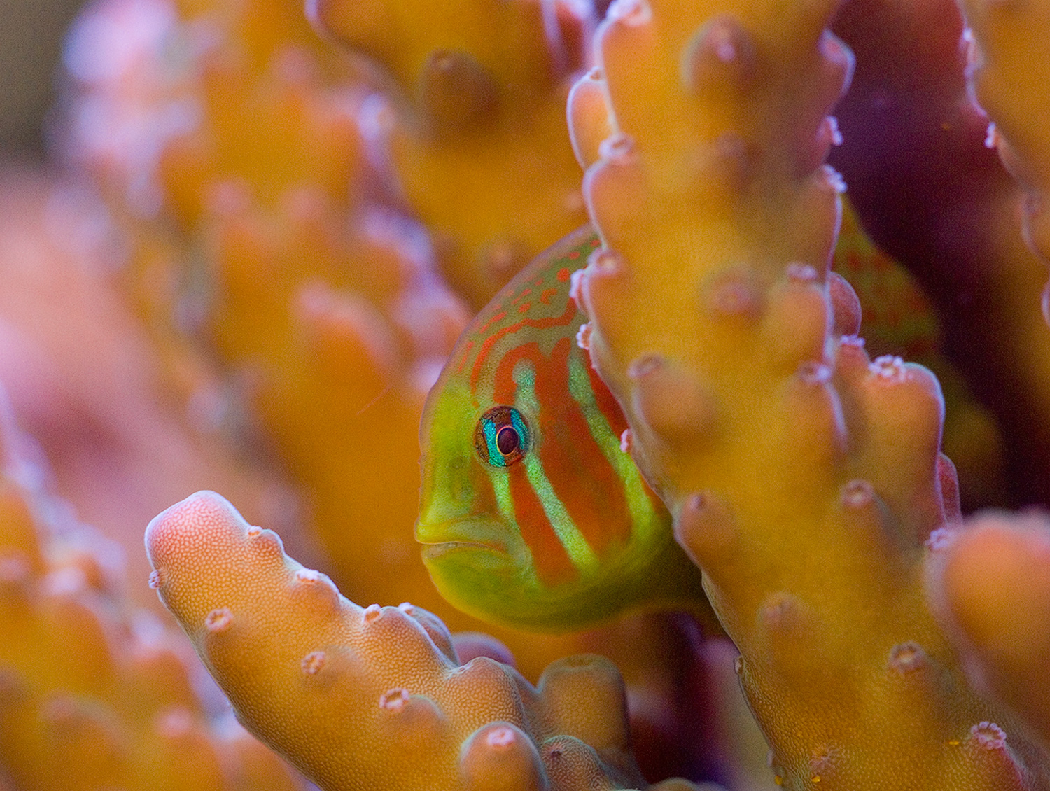 Green Clown Goby