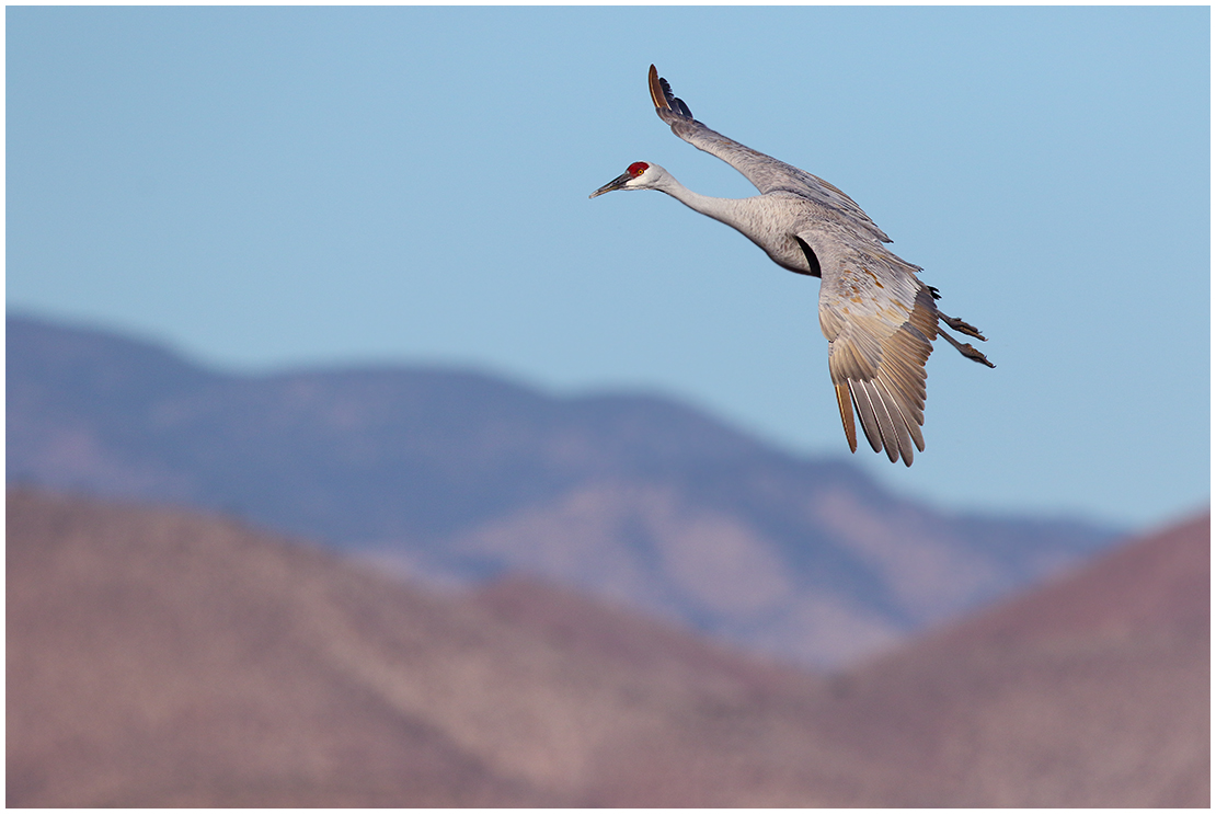 Sandhill Flight #2