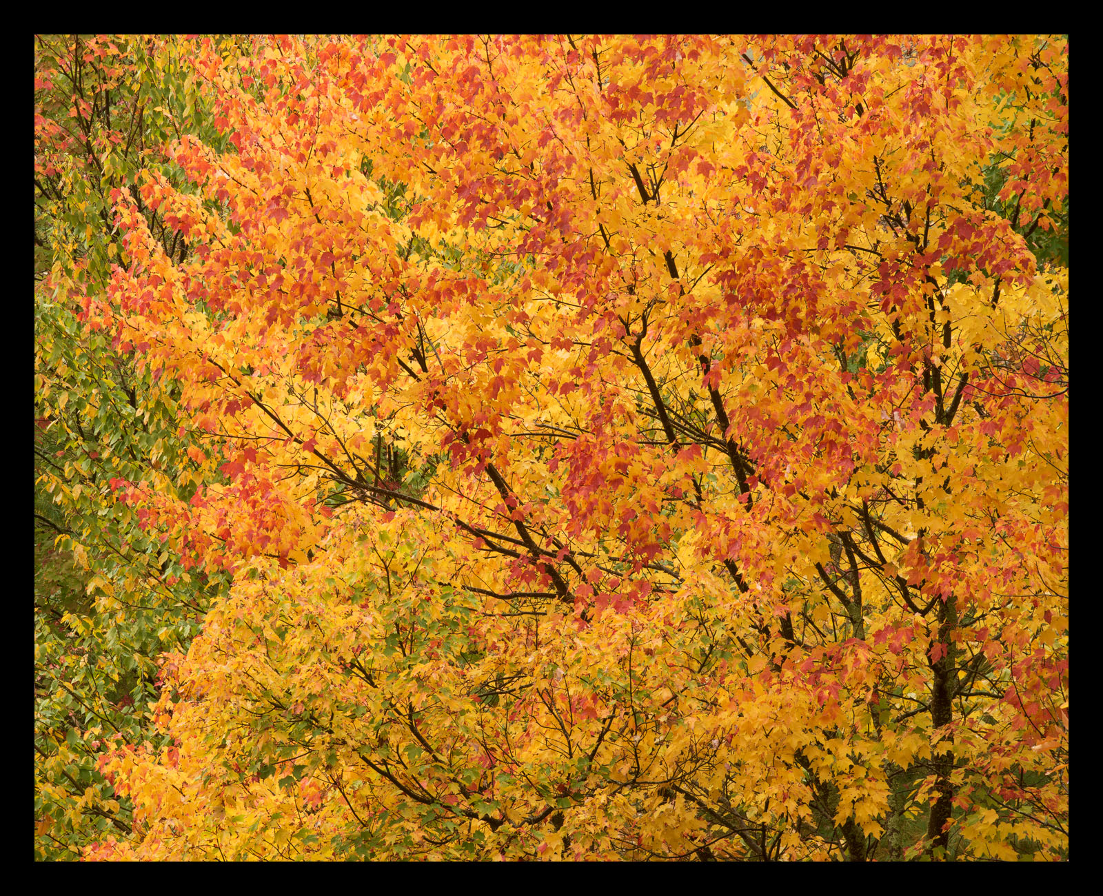 Autumn Vibrance