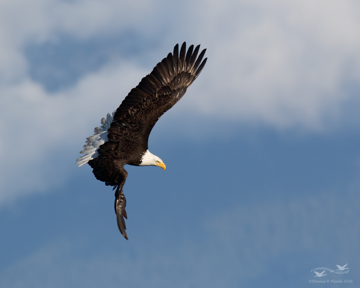 Eagle Aerobatics II