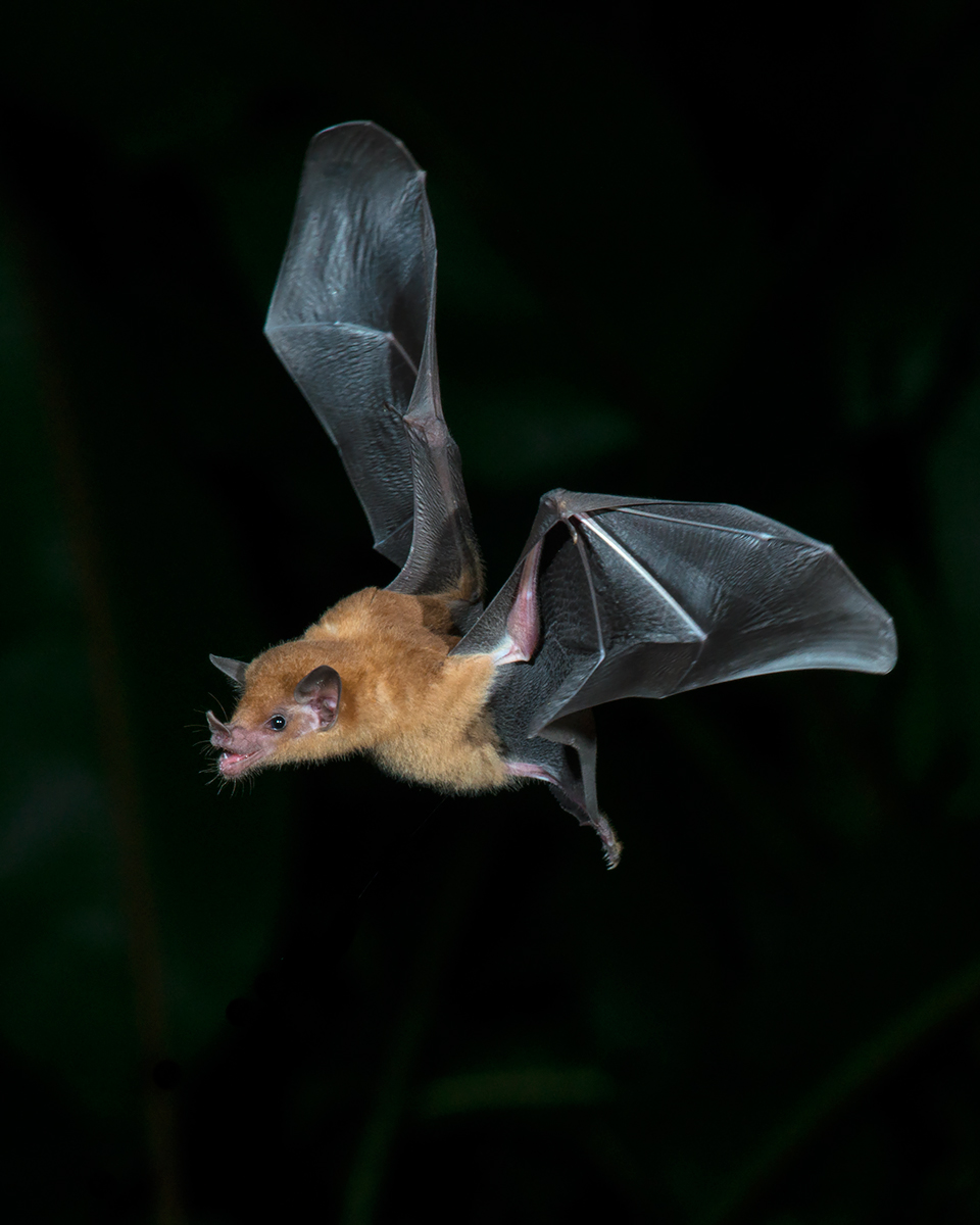 Orange Nectar Bat