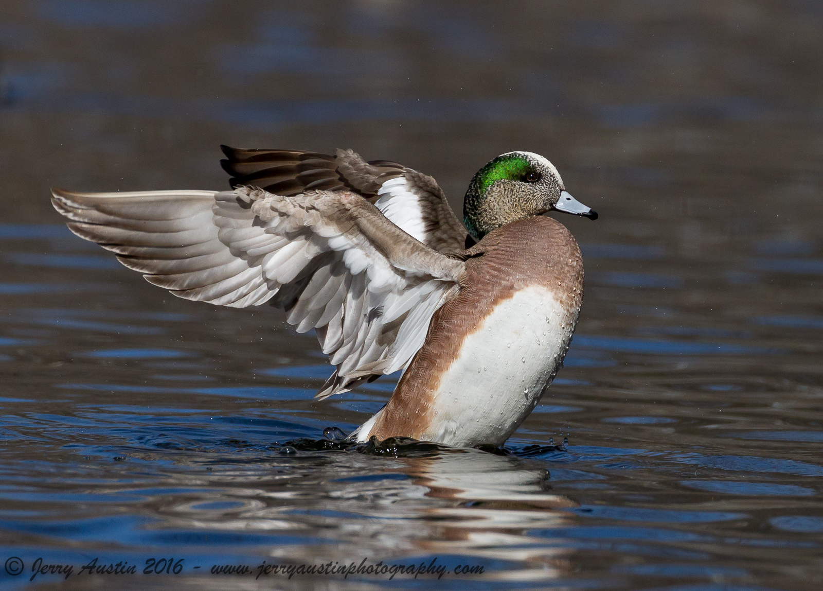 American Widgeon Stretch