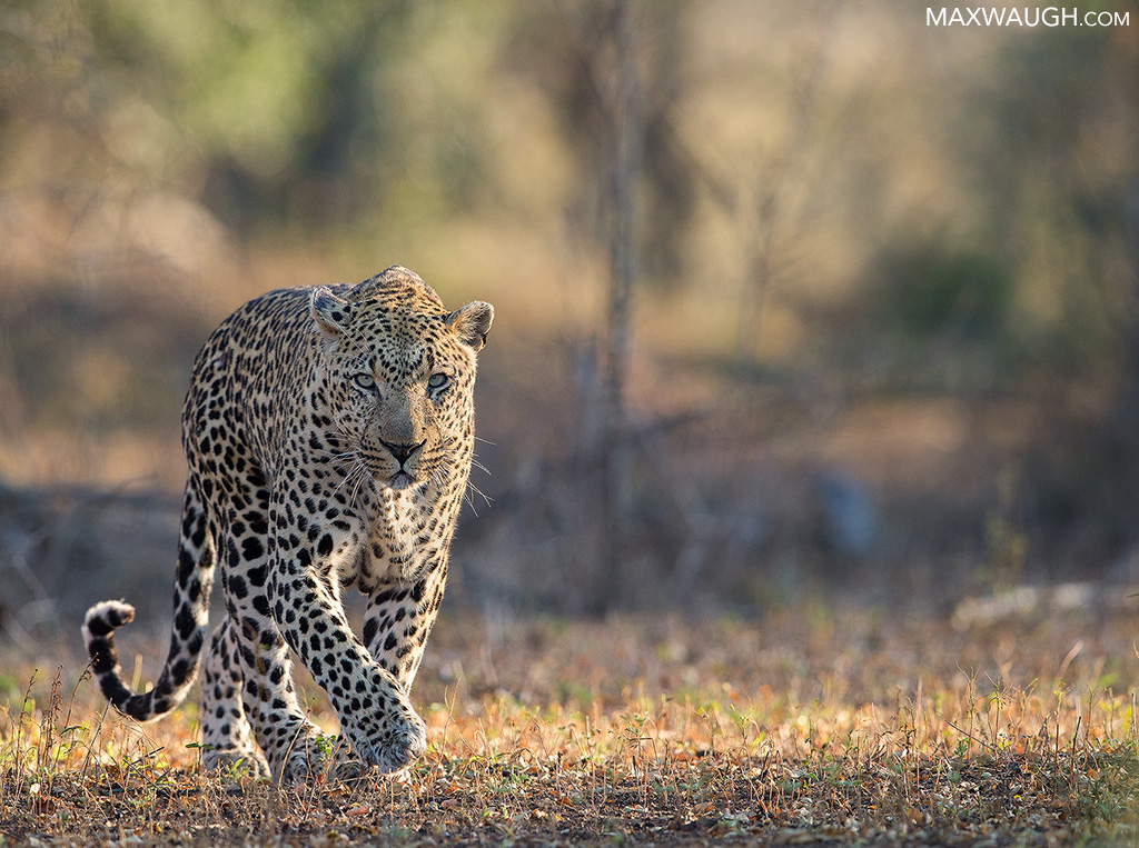 Male Leopard