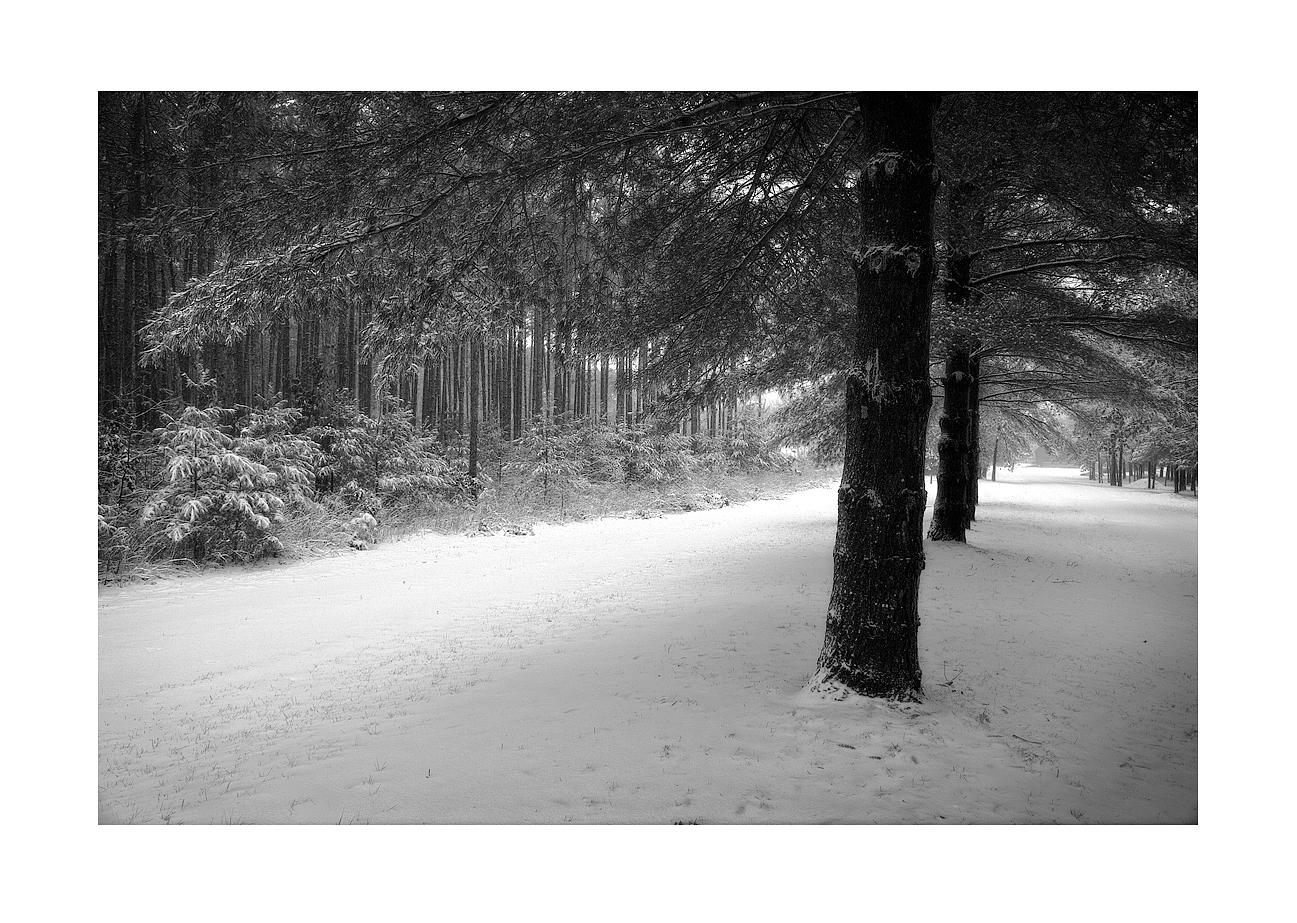 Winter Walk