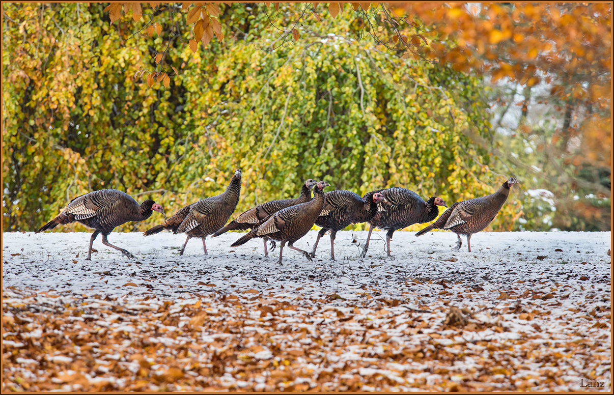 Galloping Garden Gobblers