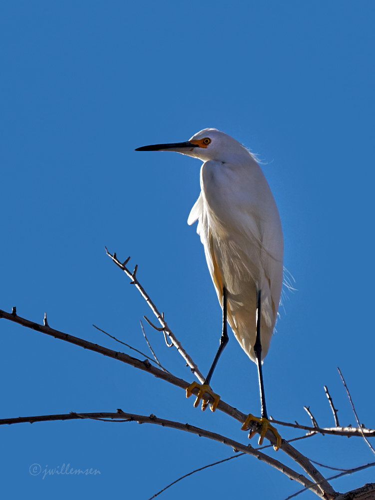 Snow Egret