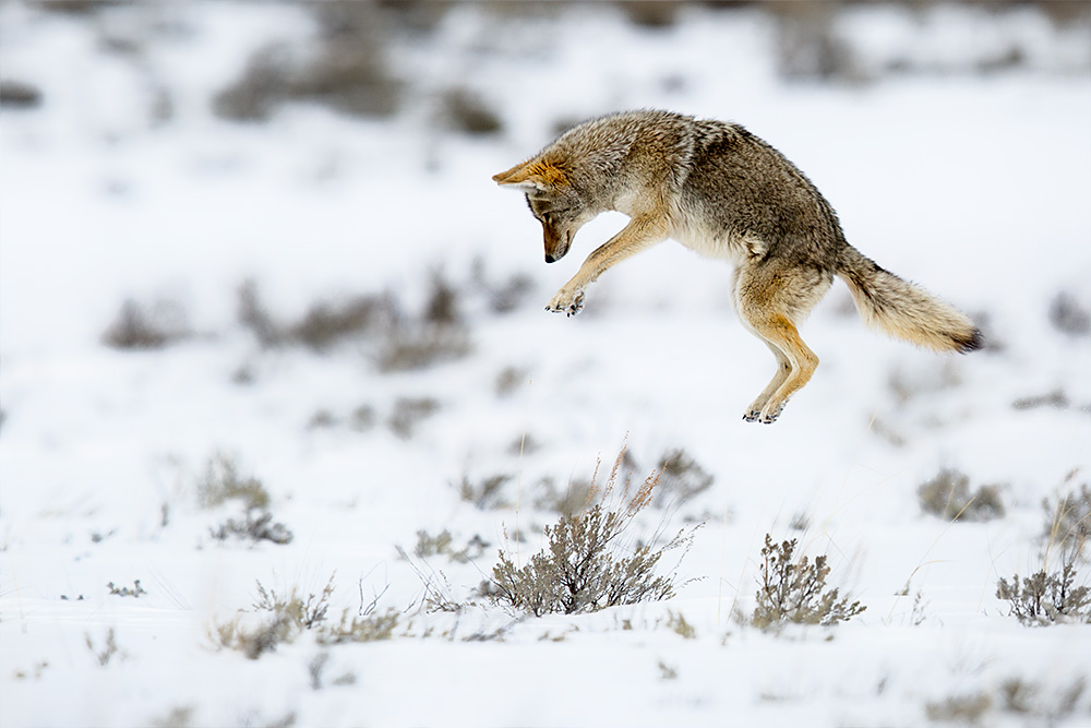 Fly Coyote Fly
